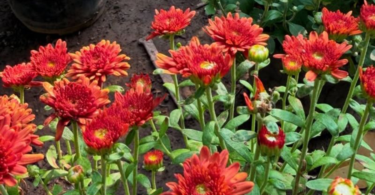 14 Plants Floridians Are Using To Help Keep Rats Away From Their Homes Naturally