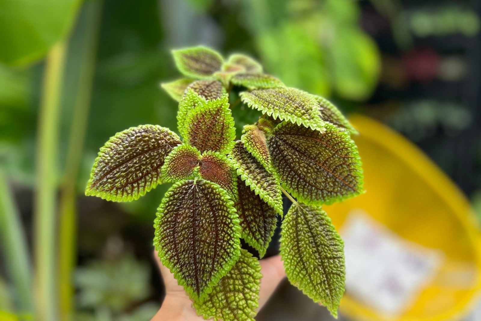 Pilea Mollis