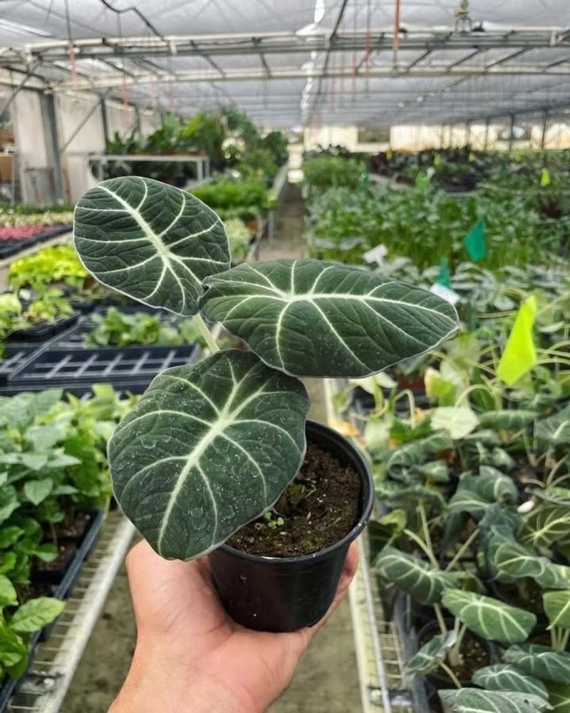 Alocasia Black Velvet
