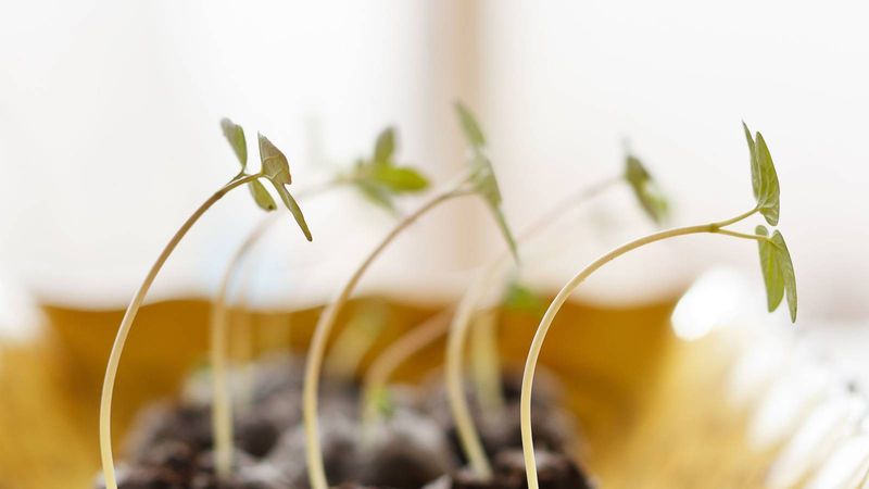 Long, Stretched Stems (Leggy Growth)