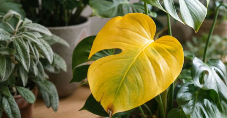 yellowing houseplant