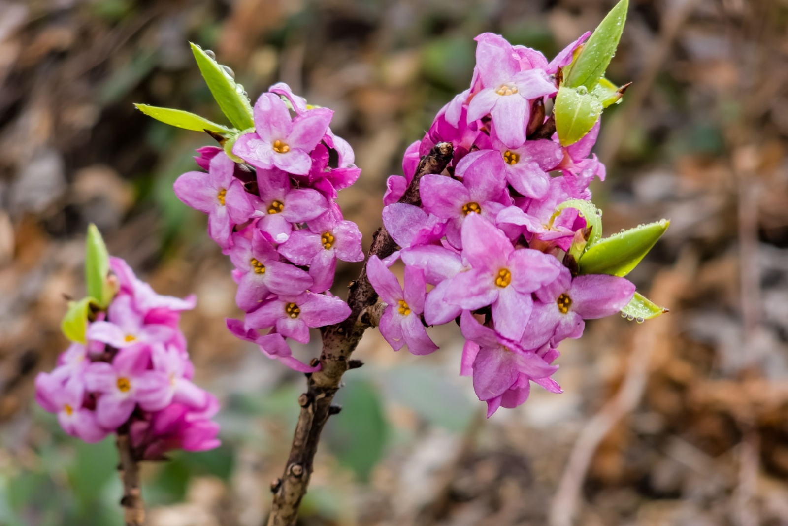 daphne flower cluster