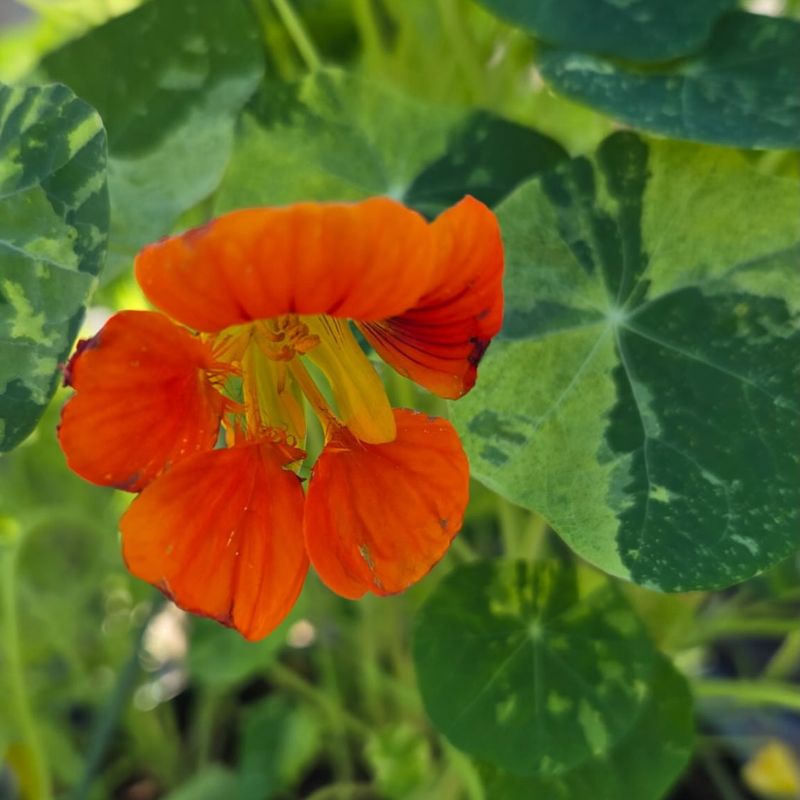 Nasturtium (Tropaeolum Majus)