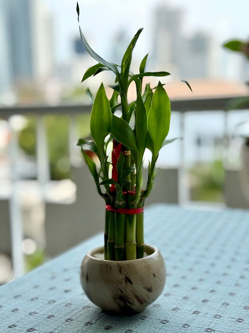 Lucky Bamboo