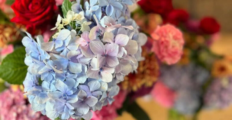 hydrangea flower