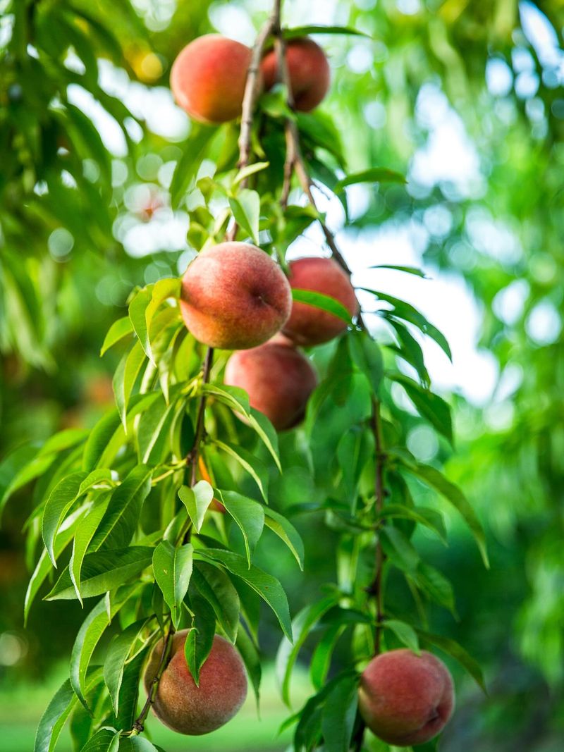 Peach Trees That Establish Best Before Spring Heat