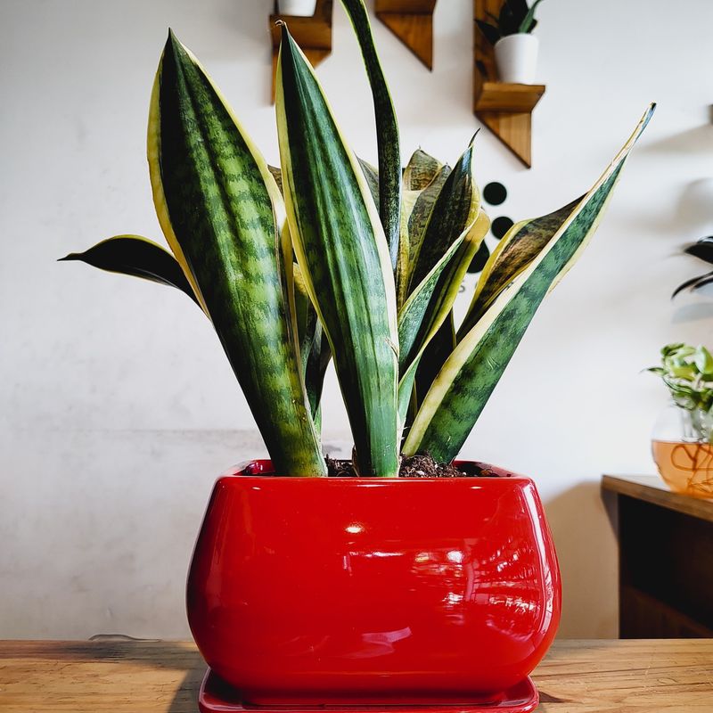 Snake Plant (Dracaena Trifasciata)