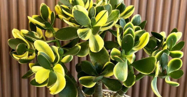 jade plant