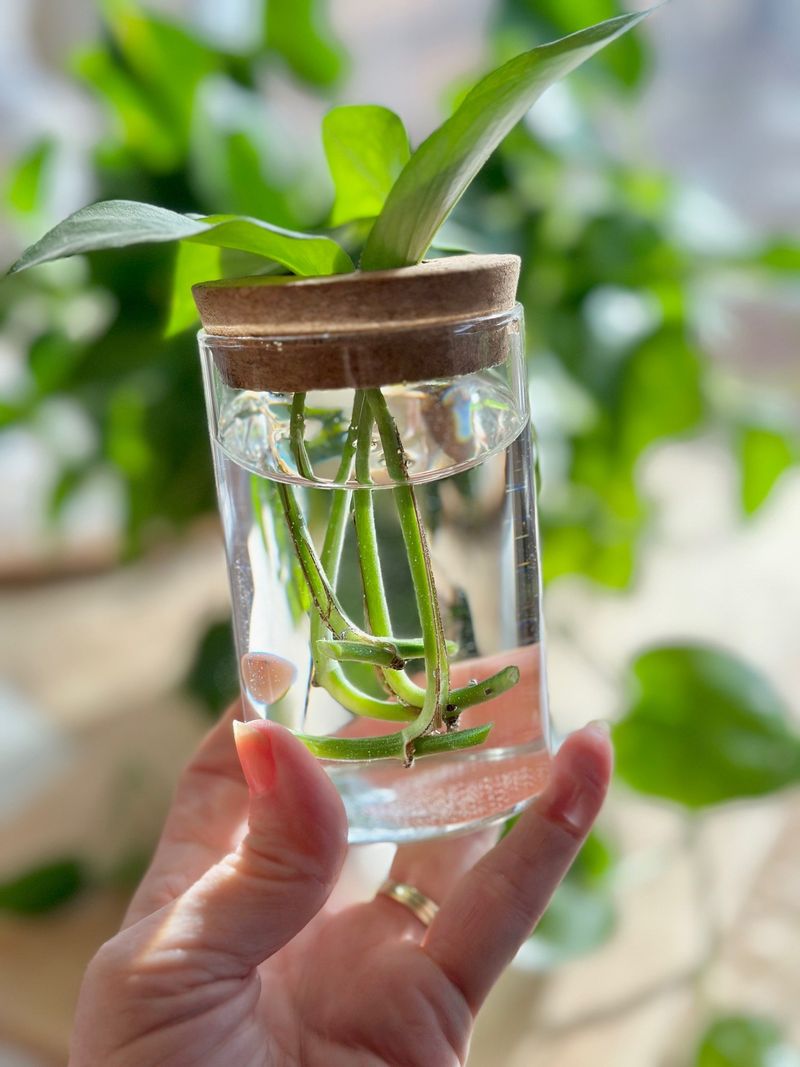 Water-Rooting Pothos Cuttings On A Sunny Windowsill