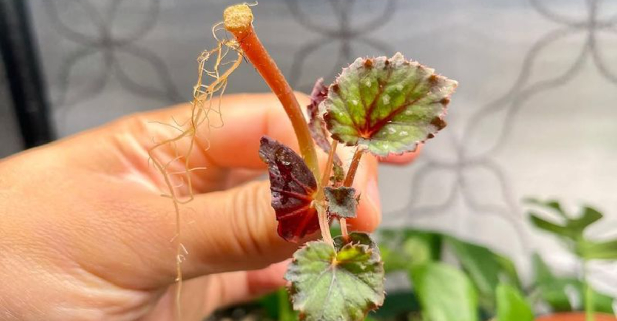 indoor plant propagation