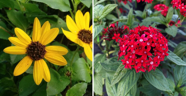 dune sunflower and penta flower