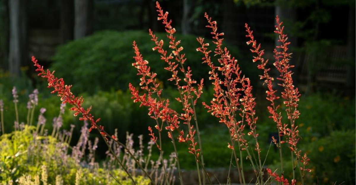 15 Low-Water Plants That Thrive In Nevada Garden