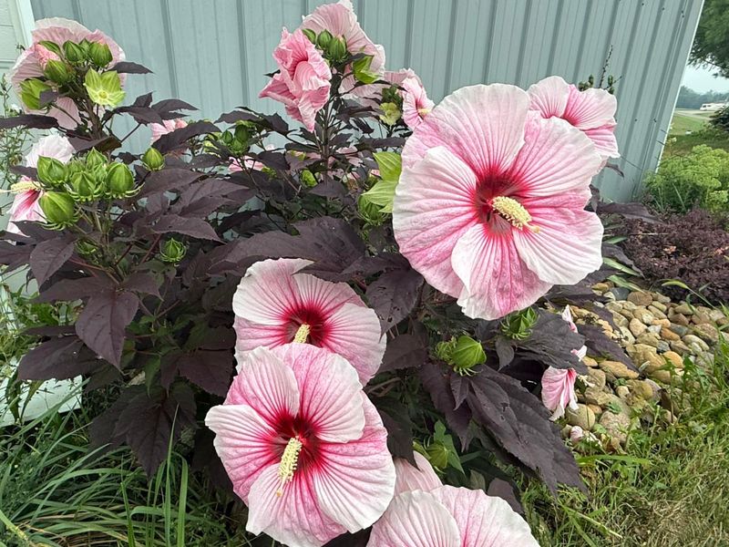 Hardy Hibiscus For Dinner-Plate-Sized Blooms