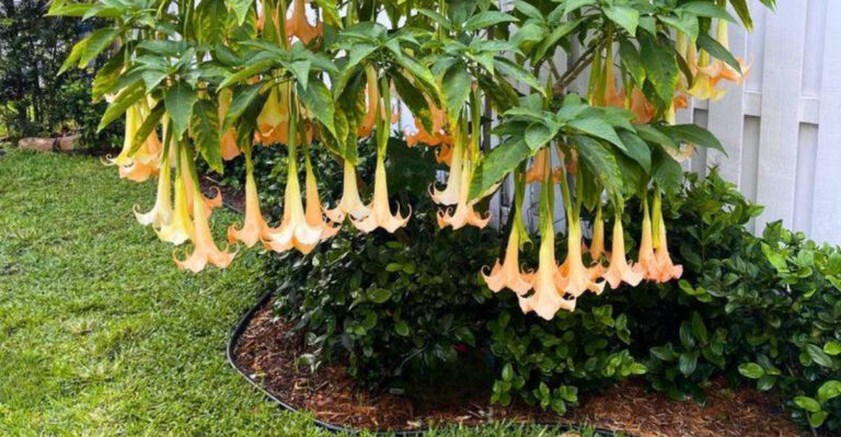 angel's trumpet