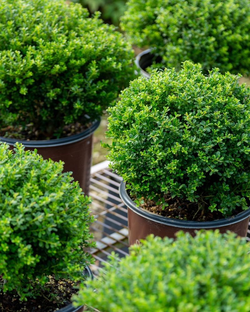 Boxwood (Dwarf Varieties)