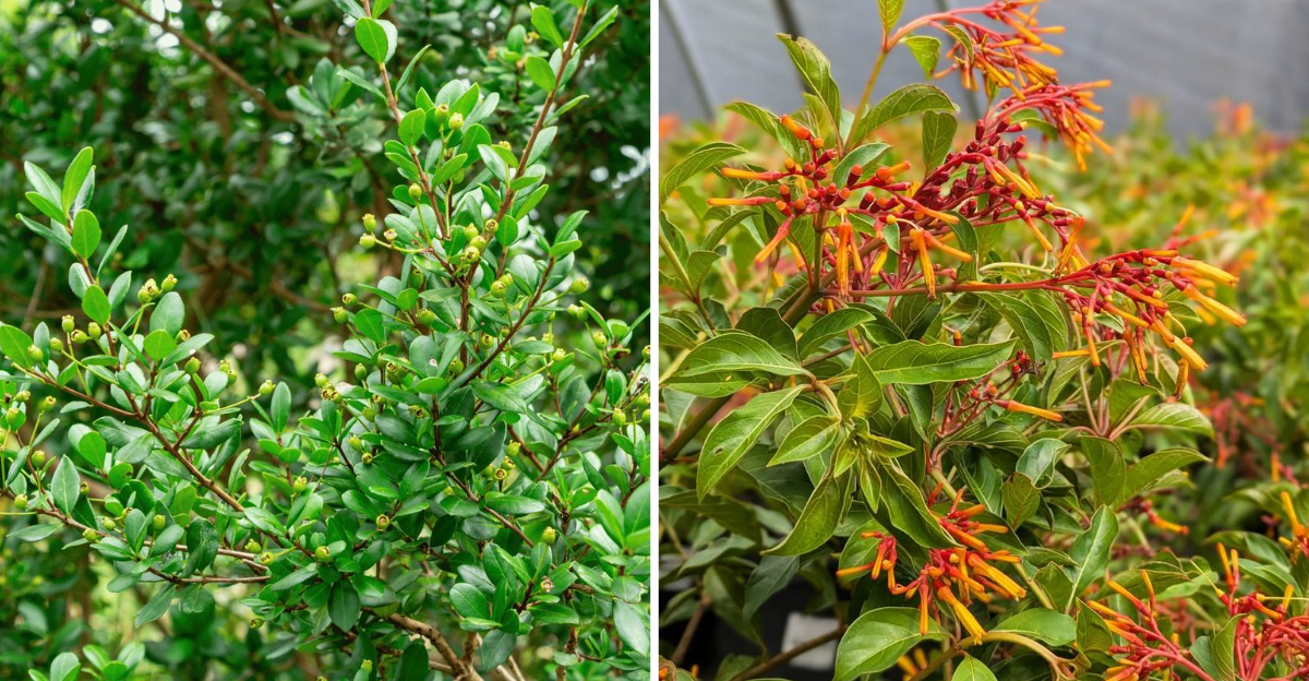 Simpson's Stopper and compact firebush