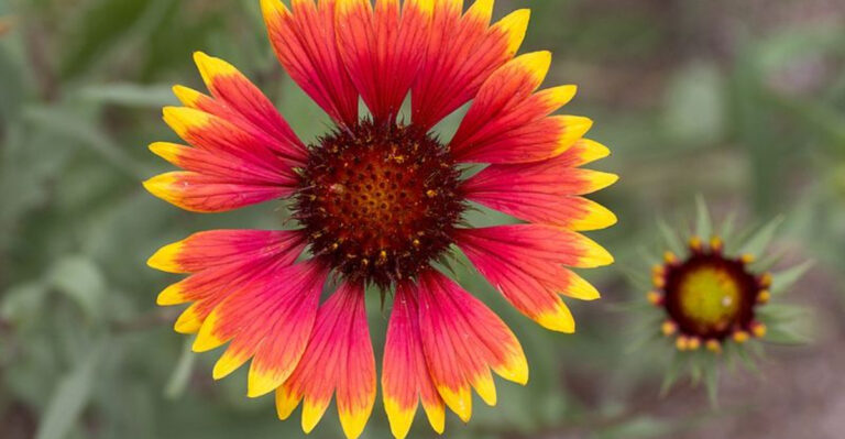 blanket flower