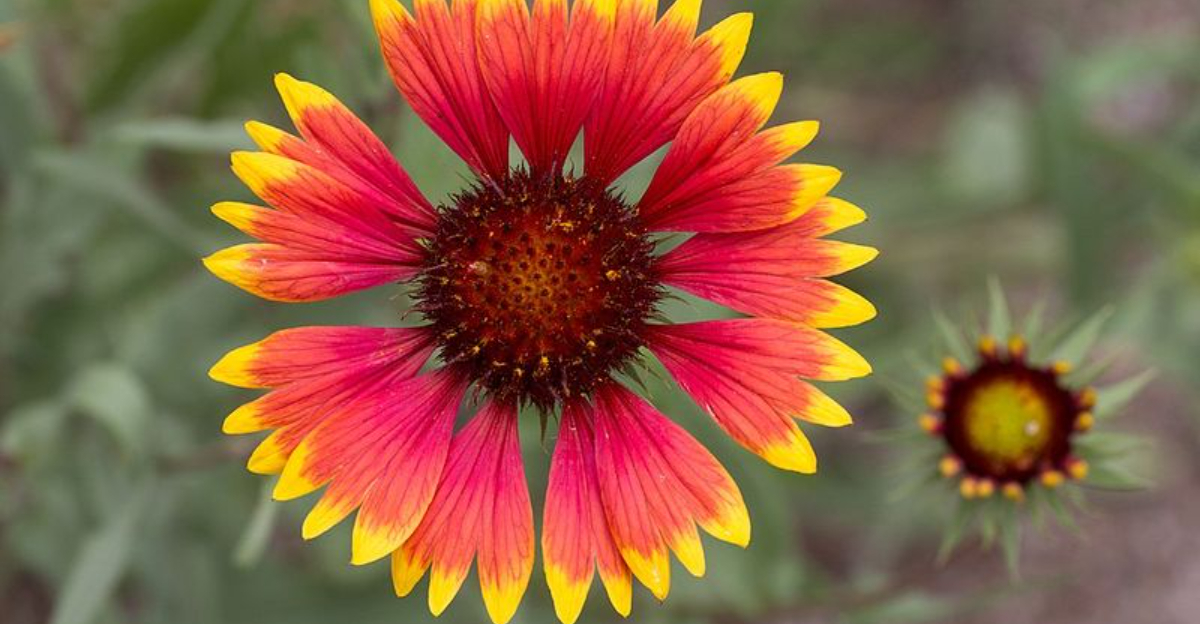 blanket flower