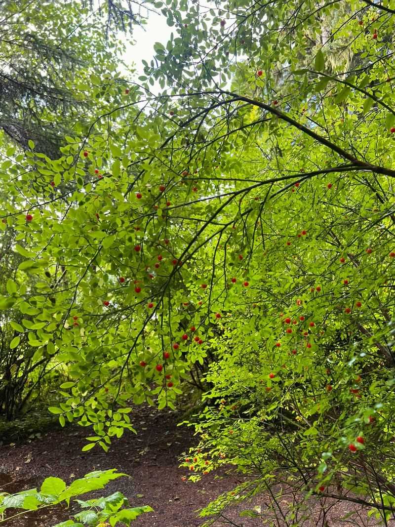 3. Osoberry (Oemleria cerasiformis)