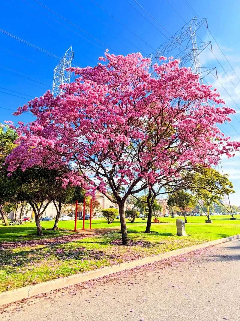 The Natural Growth Pattern Of Crape Myrtles