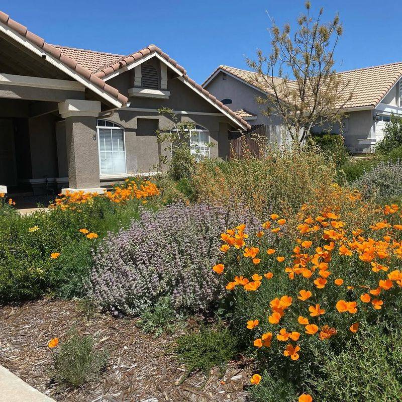 Native Plants Are Taking Center Stage In California Landscapes
