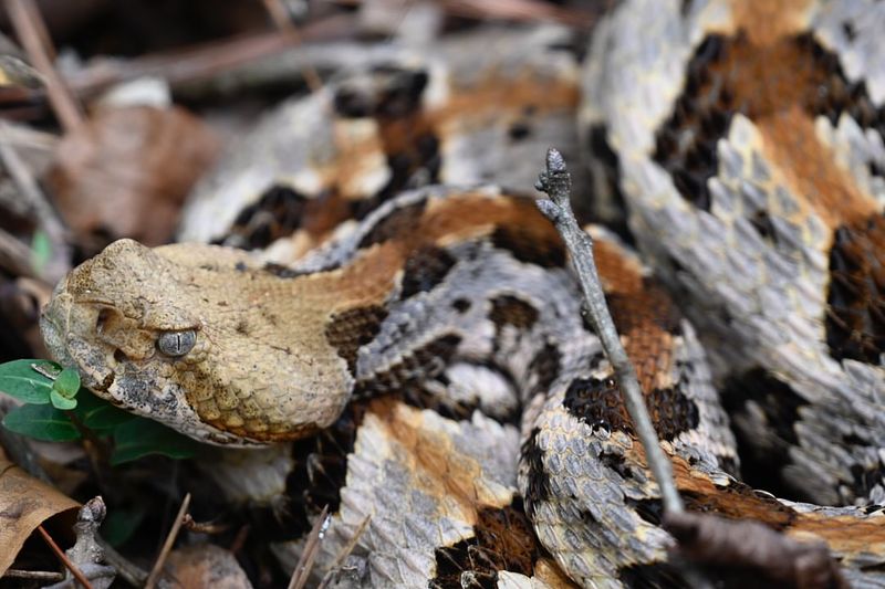 Timber Rattlesnake