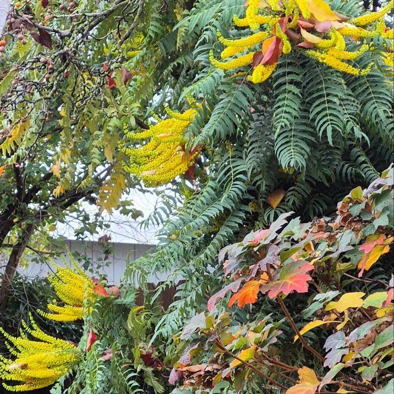 4. Tall Oregon Grape (Mahonia aquifolium)