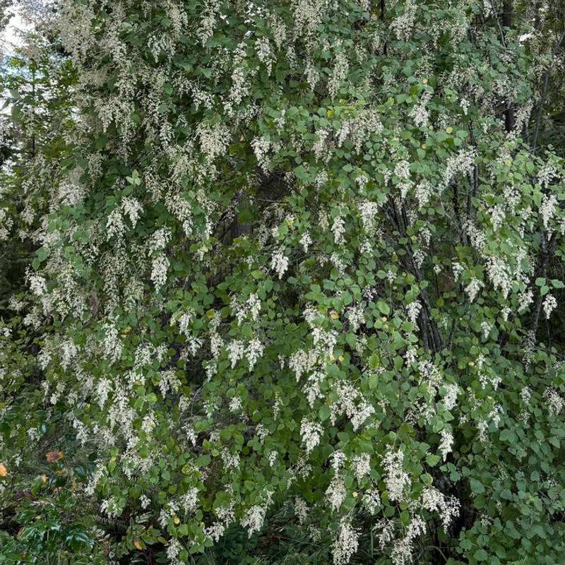 5. Oceanspray (Holodiscus discolor)