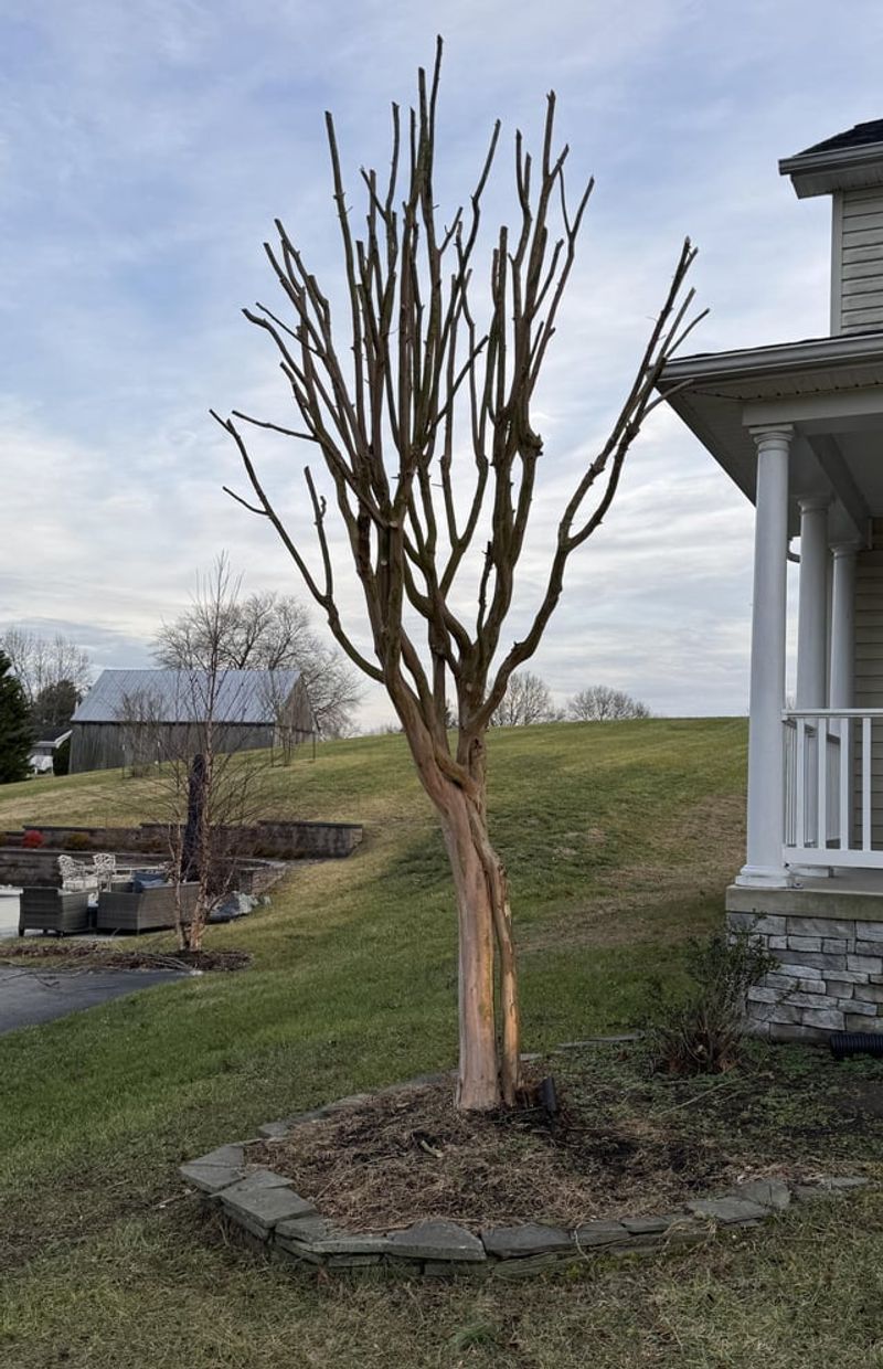 Which Branches Should Be Removed And Which Should Stay