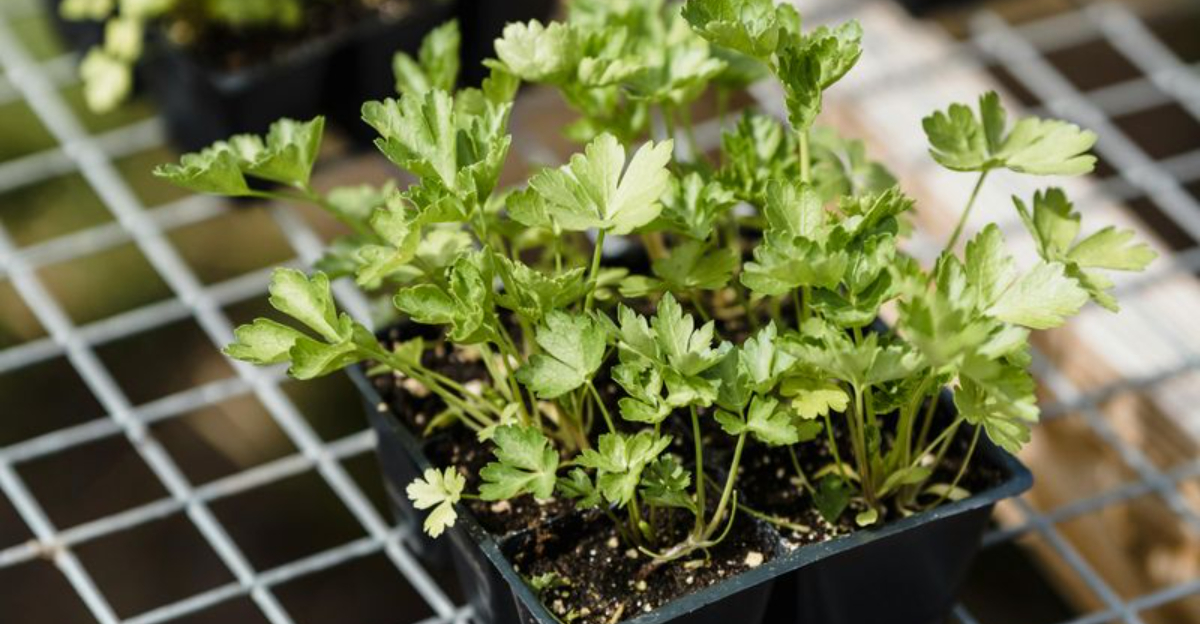 parsley herb seedlings