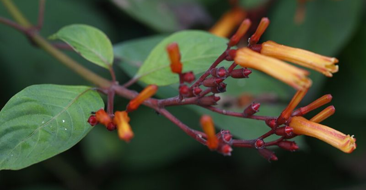 native florida firebush