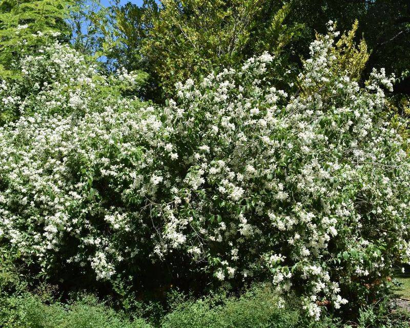 6. Western Mock Orange (Philadelphus lewisii)