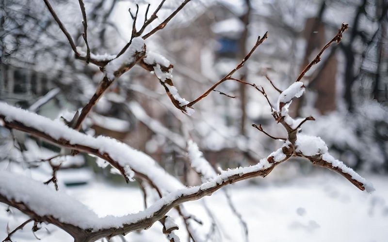 Ignoring Heavy Snow Loads On Trees And Shrubs
