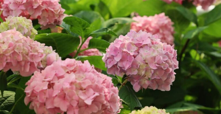 hydrangeas