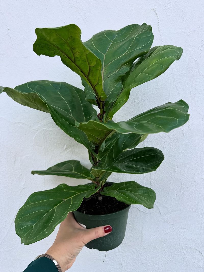 Fiddle Leaf Fig