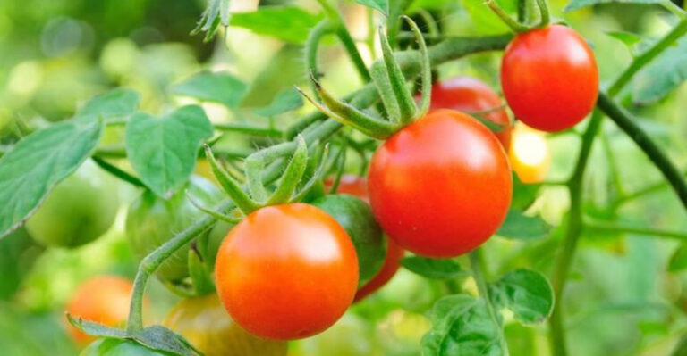 cherry tomatoes