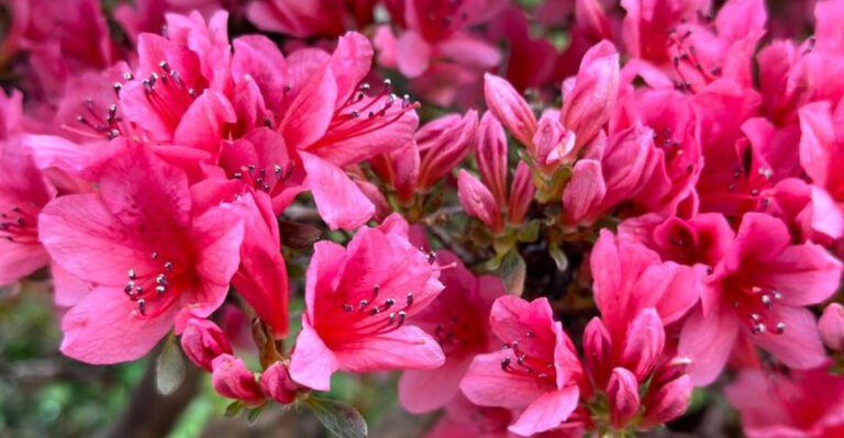 azaleas