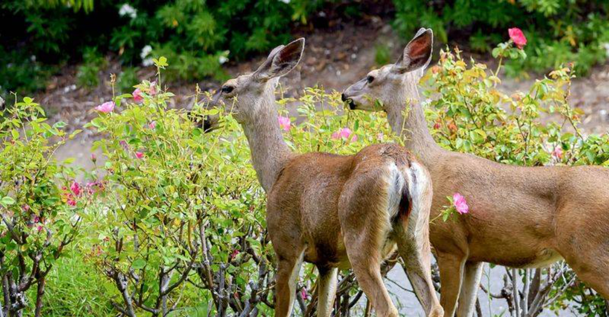 deer (featured image)