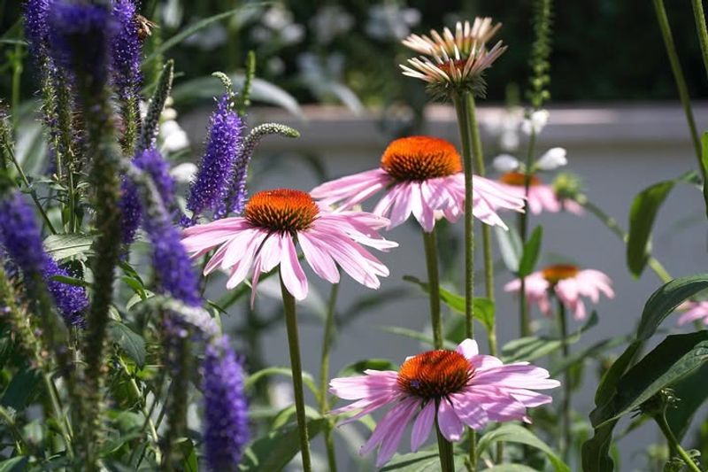 Plant Native Perennials For Year-Round Benefits