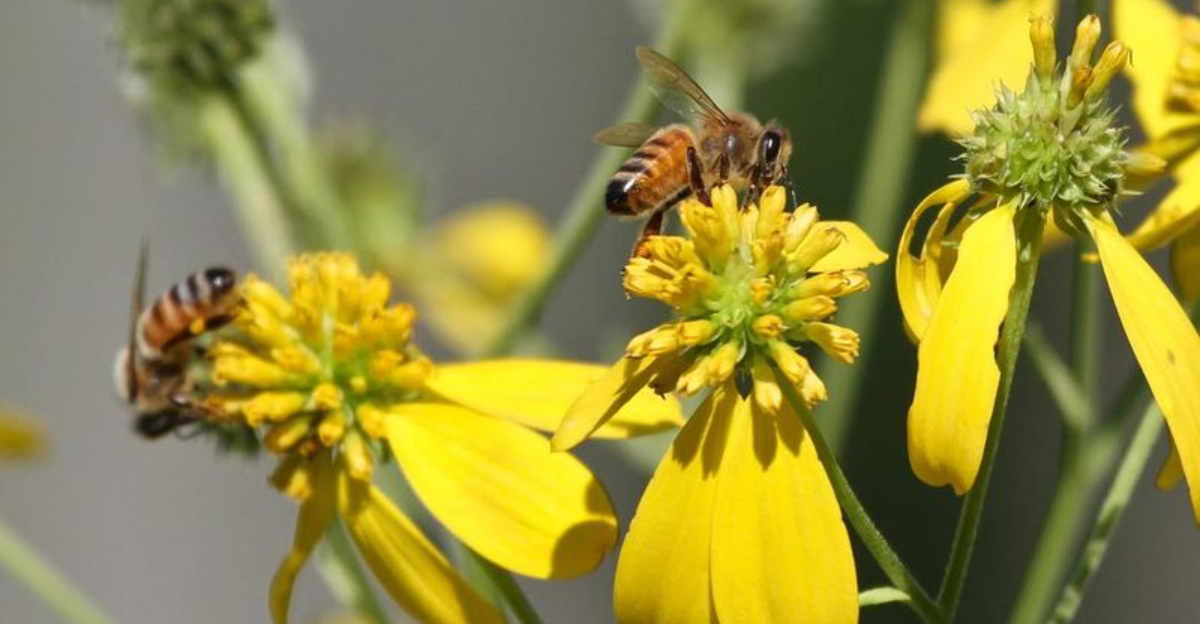 bees on flowers
