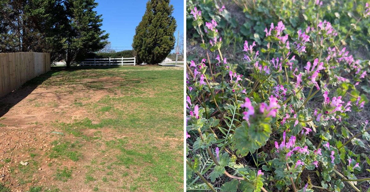 bare patches on lawn and henbit weeds