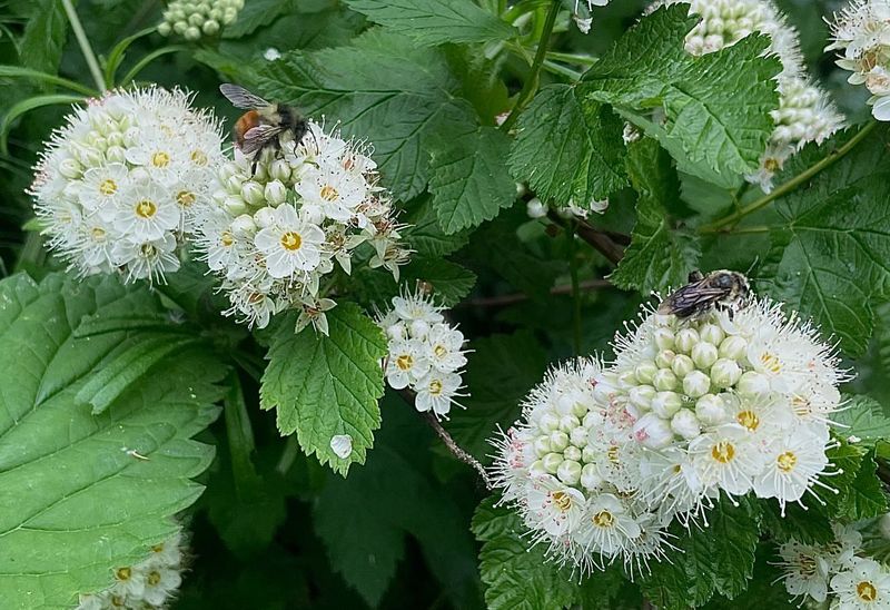 7. Ninebark (Physocarpus capitatus)