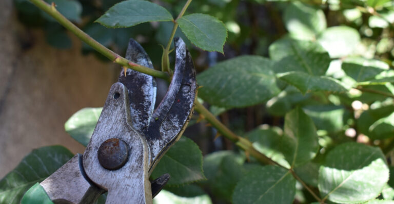 pruning roses (featured image)