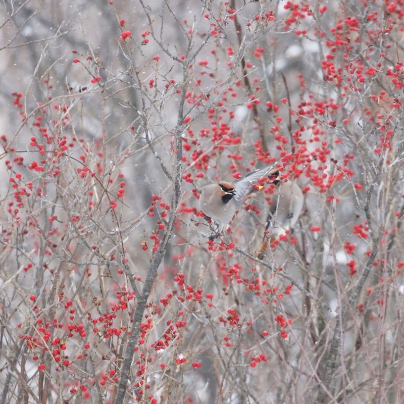 Native Plants Create Natural Food Sources Year-Round