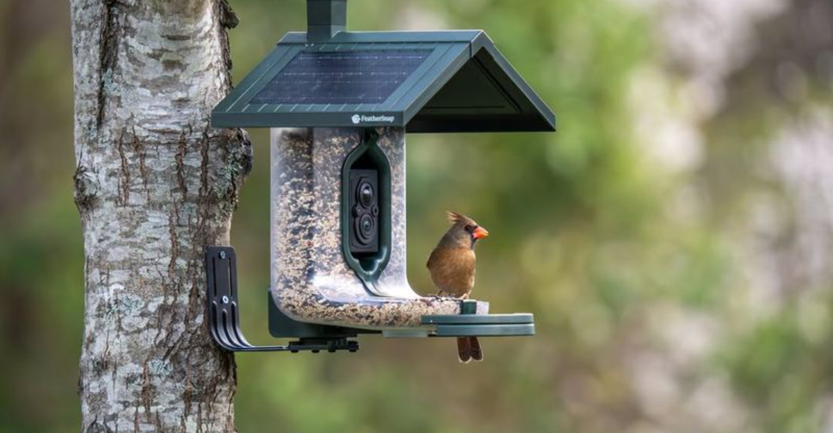 bird on feeder