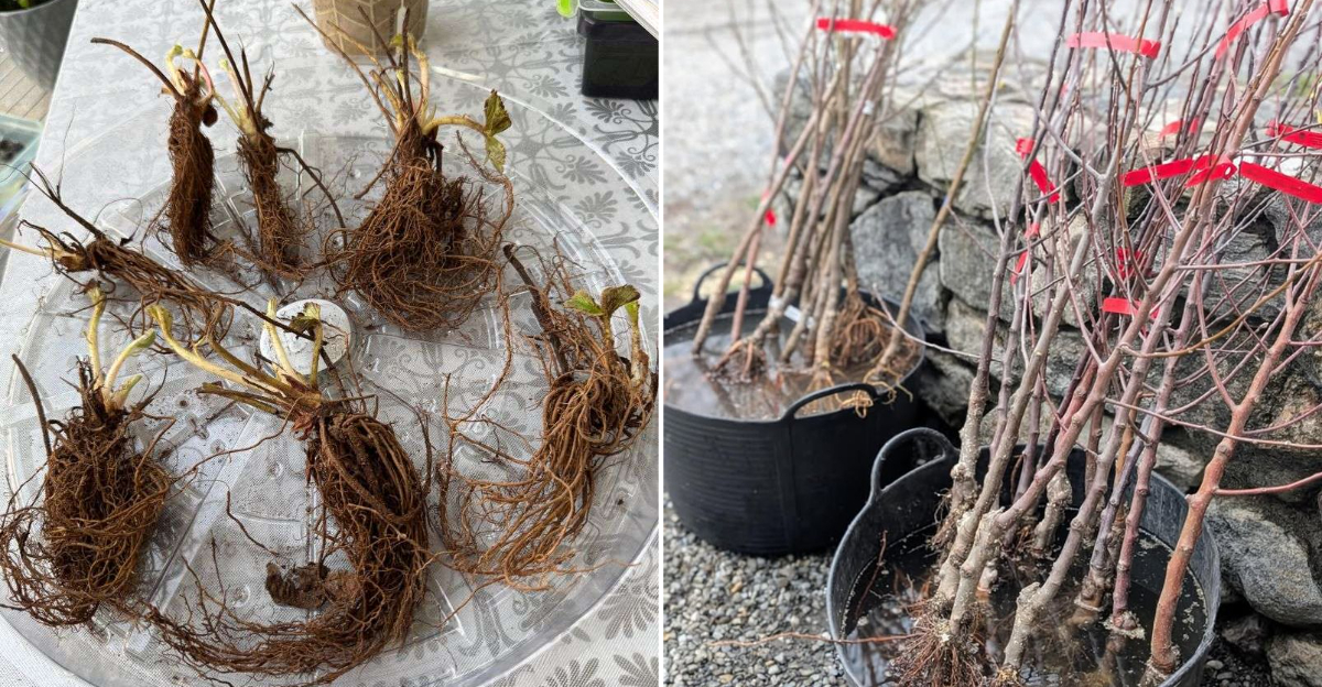 bare root plants