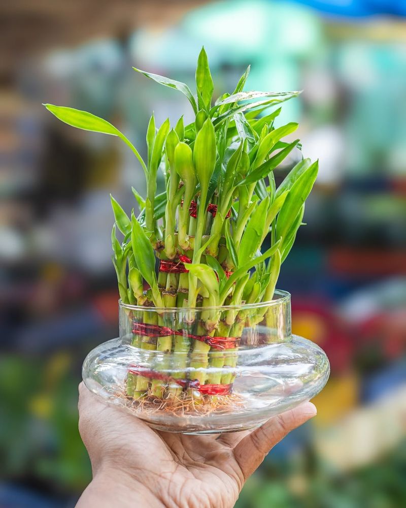 Choose The Right Water For Your Plant