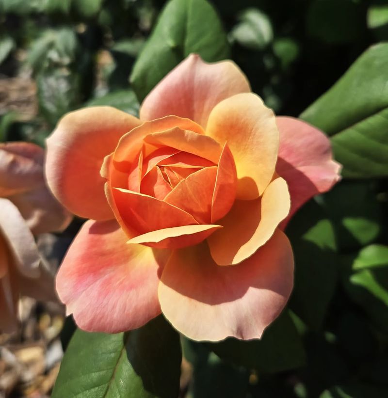 Roses (Hybrid Tea, Floribunda, Grandiflora)