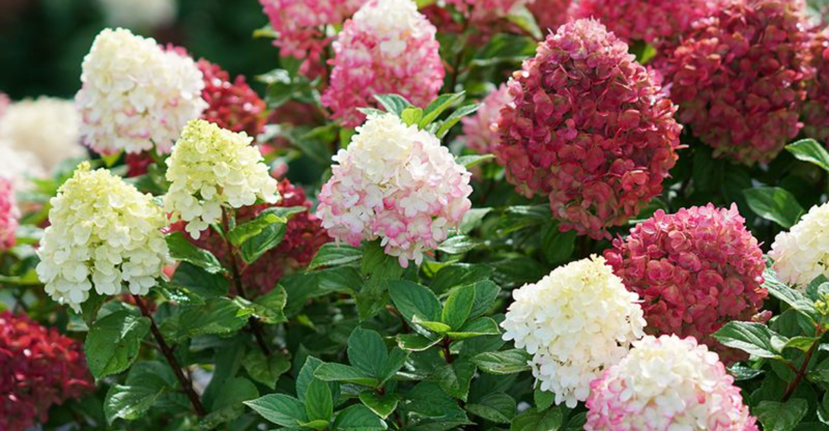 colorful hydrangea
