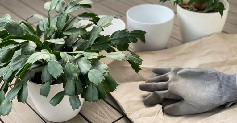 Christmas cactus (featured image)